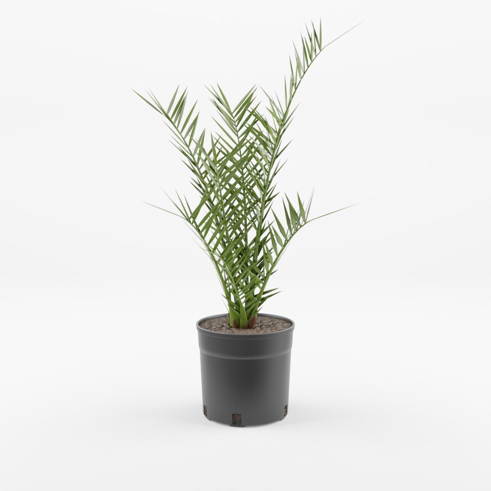 plant render