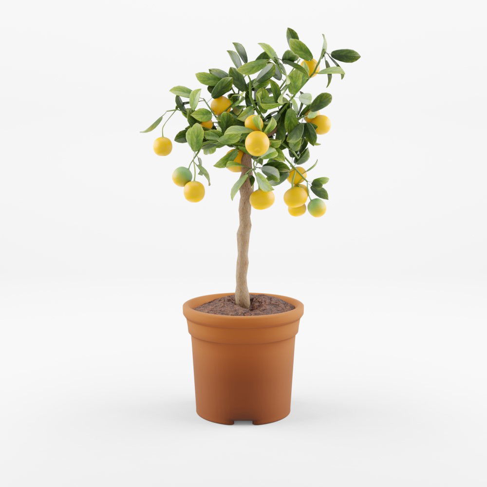 plant render